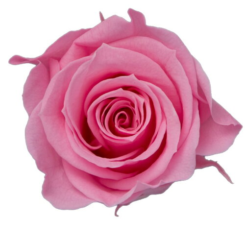 JAN 4589517450240 ローズM(9輪) ベビーピンク 株式会社ピージーインターナショナル 花・ガーデン・DIY 画像