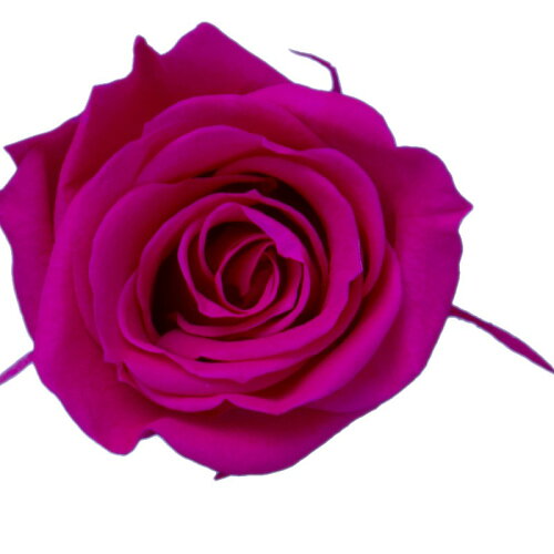 JAN 4589517450257 ローズM(9輪) ホットピンク 株式会社ピージーインターナショナル 花・ガーデン・DIY 画像
