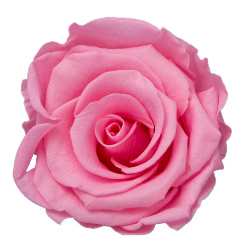 JAN 4589517450455 ローズL(8輪) ベビーピンク 株式会社ピージーインターナショナル 花・ガーデン・DIY 画像