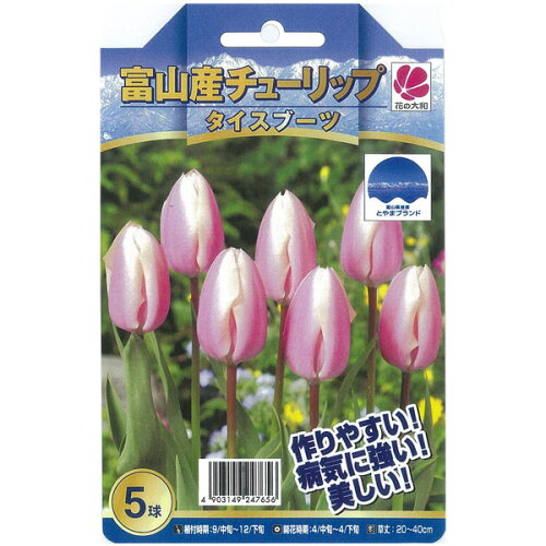 JAN 4903149247656 富山産 チューリップ 球根 タイスブーツ 5球 株式会社花の大和 花・ガーデン・DIY 画像