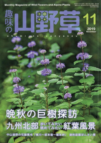 JAN 4910045111196 趣味の山野草 2019年 11月号 雑誌 /栃の葉書房 本・雑誌・コミック 画像