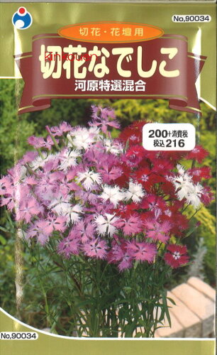 JAN 4962484900343 ウタネ 切花なでしこ河原特選混合 株式会社ウタネ 花・ガーデン・DIY 画像