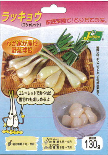 JAN 4971852300548 野菜の苗/野菜球根パック:ラッキョウエシャロットの球根 り カネコ種苗株式会社 花・ガーデン・DIY 画像