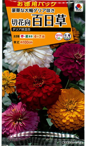 JAN 4974650200157 Aタキイ種苗 花種 切花向百日草 ダリア咲混合 お徳用パック  B06-009 タキイ種苗株式会社 花・ガーデン・DIY 画像