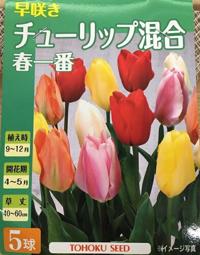 JAN 4974960543807 トーホク 早咲きチューリップ春一番 株式会社トーホク 花・ガーデン・DIY 画像