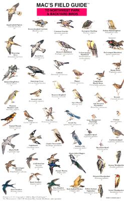 ISBN 9780898862461 Mac's Field Guides: Northwest Park & Backyard Birds/MOUNTAINEERS BOOKS/Craig Macgowan 本・雑誌・コミック 画像