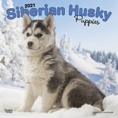 ISBN 9781975422332 Siberian Husky Puppies 2021 Square /BROWNTROUT PUBL/Browntrout 本・雑誌・コミック 画像