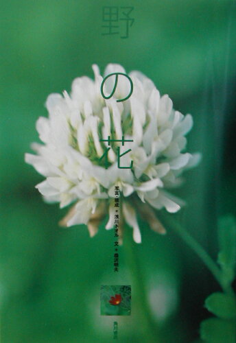 ISBN 9784048837828 野の花   /角川書店/浅川トオル 角川書店 本・雑誌・コミック 画像