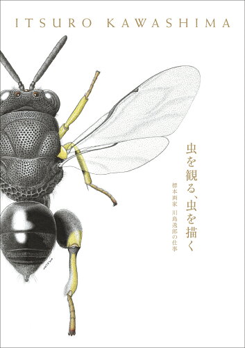 ISBN 9784766136036 虫を観る、虫を描く 標本画家川島逸郎の仕事  /グラフィック社/川島逸郎 グラフィック社 本・雑誌・コミック 画像