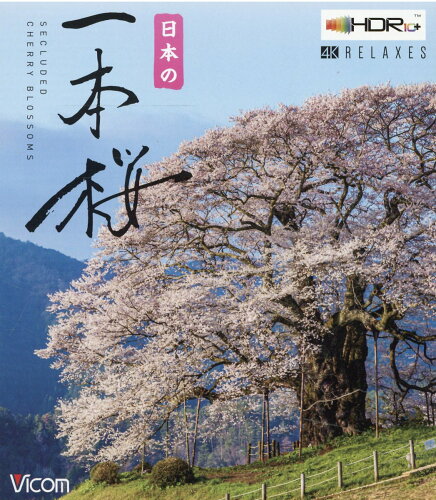 ISBN 9784814357123 BD＞日本の一本桜/ビコム ビコム 本・雑誌・コミック 画像