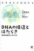 ISBN 9784860642419 ＤＮＡの構造とはたらき イラストで科学する  /ベレ出版/羽馬有紗 ベレ出版 本・雑誌・コミック 画像