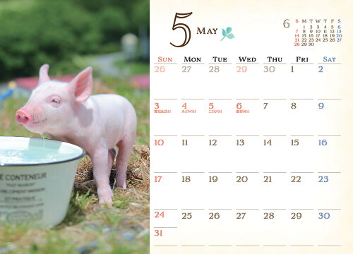 ISBN 9784895313827 Lucky Pig Calendar 2020/緑書房（中央区） 自然社 本・雑誌・コミック 画像