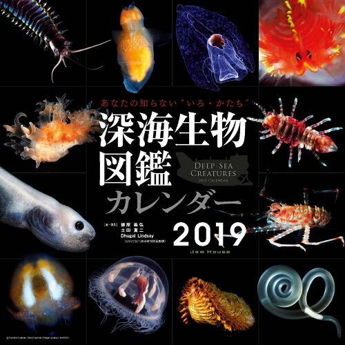 ISBN 9784906768547 深海生物図鑑カレンダー  ２０１９ /ジャムハウス ジャムハウス 本・雑誌・コミック 画像